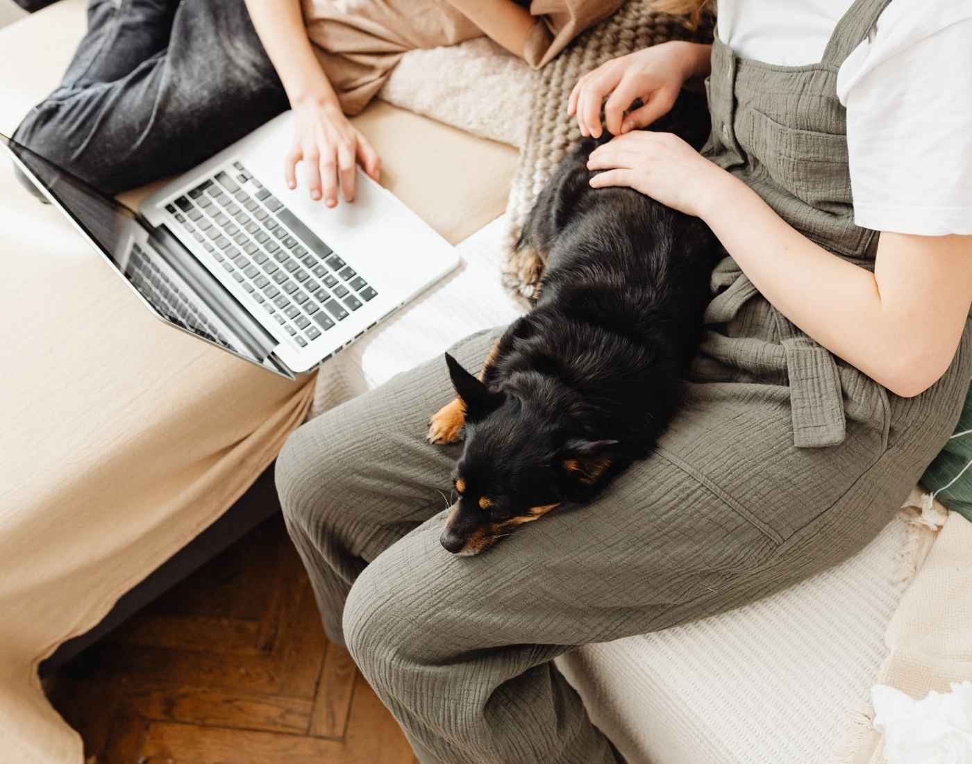 ecommerce pet store